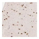 Merck Anti-ZNF670 antibody produced in rabbit