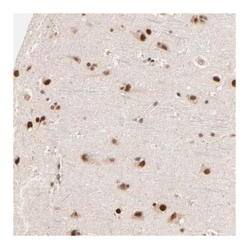 Merck Anti-ZNF670 antibody produced in rabbit