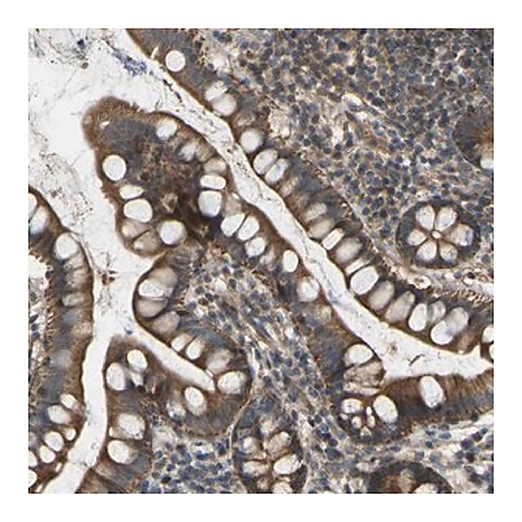Merck Anti-C21orf91 antibody produced in rabbit