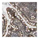 Merck Anti-C21orf91 antibody produced in rabbit