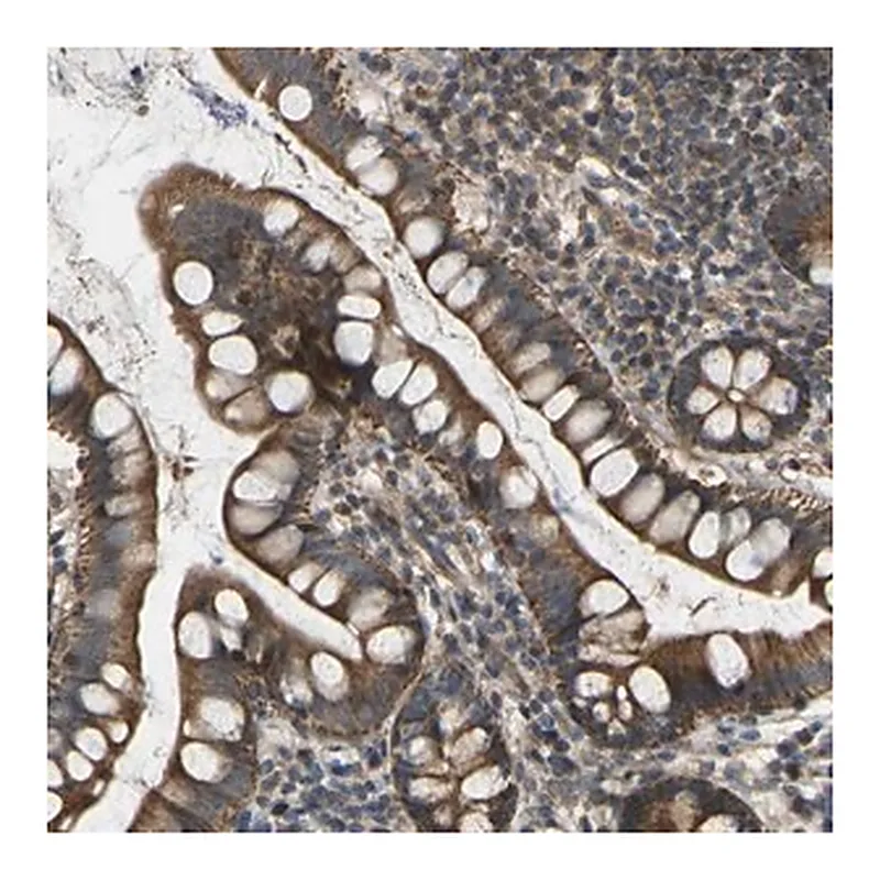 Merck Anti-C21orf91 antibody produced in rabbit