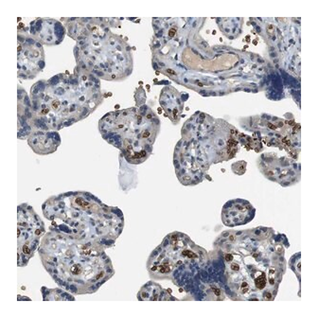 Merck Anti-GYPA antibody produced in rabbit