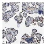 Merck Anti-GYPA antibody produced in rabbit