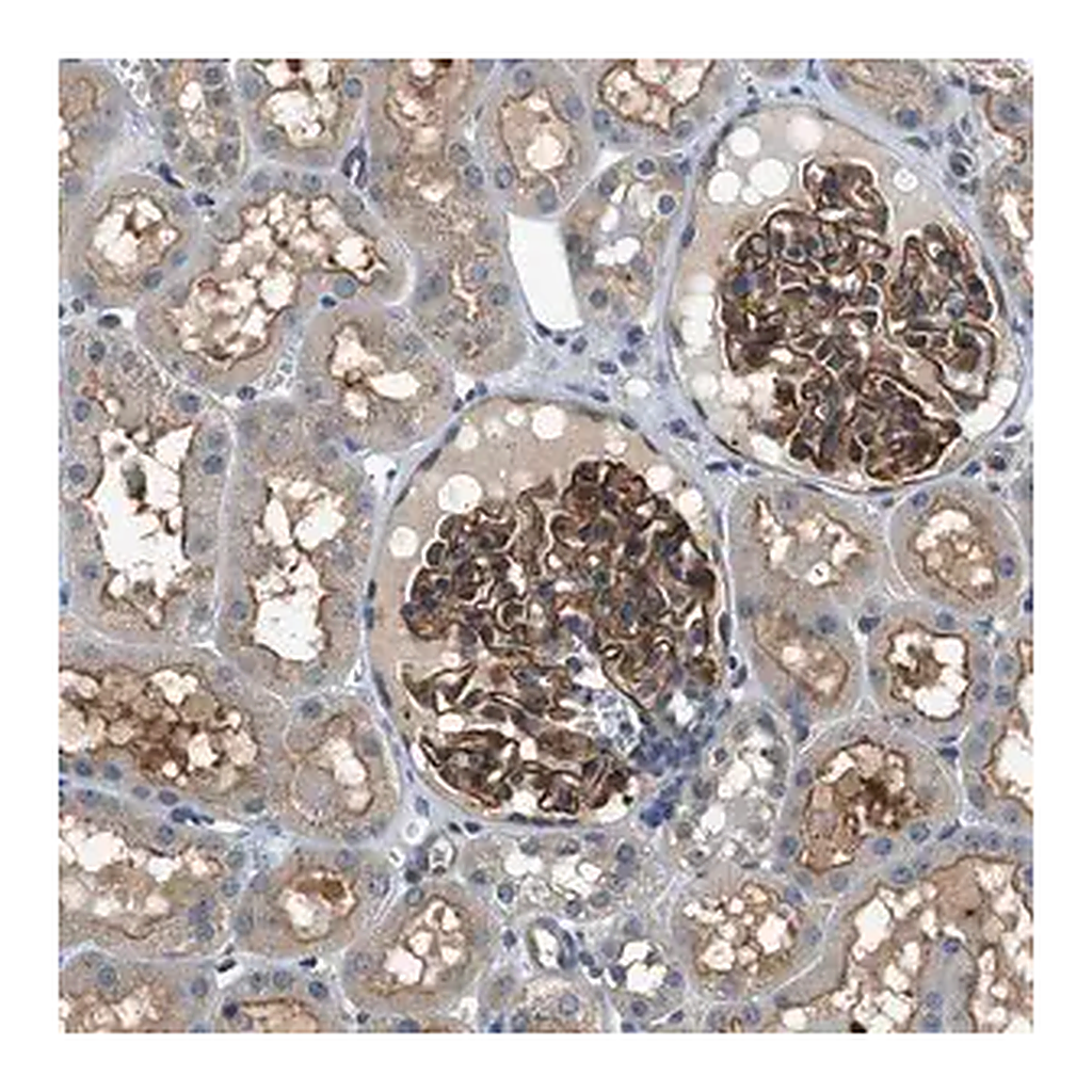 Merck Anti-CBLB antibody produced in rabbit