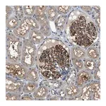 Merck Anti-CBLB antibody produced in rabbit