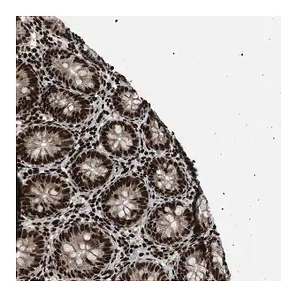 Merck Anti-GABPB1 antibody produced in rabbit