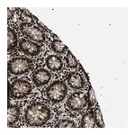 Merck Anti-GABPB1 antibody produced in rabbit