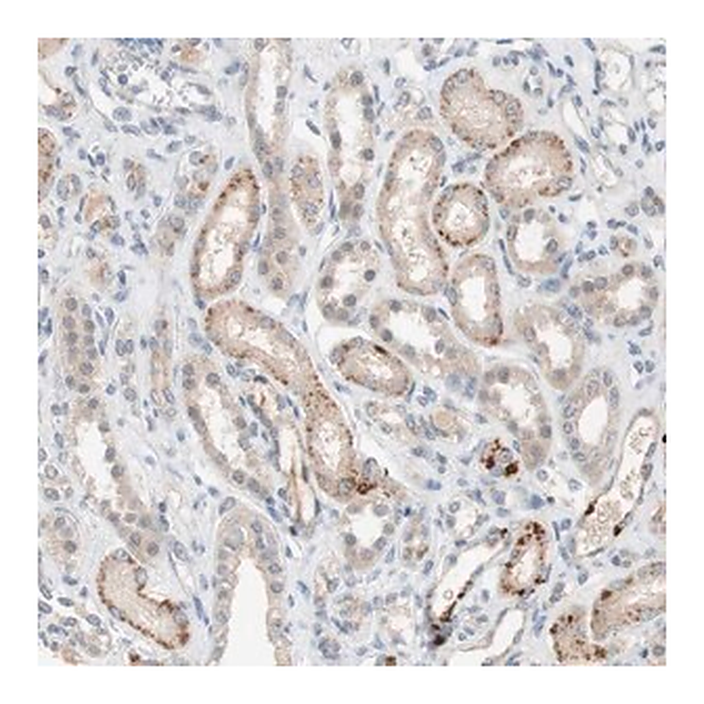 Merck Anti-PEX2 antibody produced in rabbit
