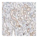 Merck Anti-PEX2 antibody produced in rabbit