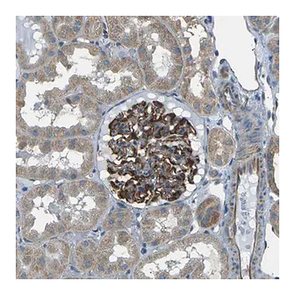 Merck Anti-SLK antibody produced in rabbit