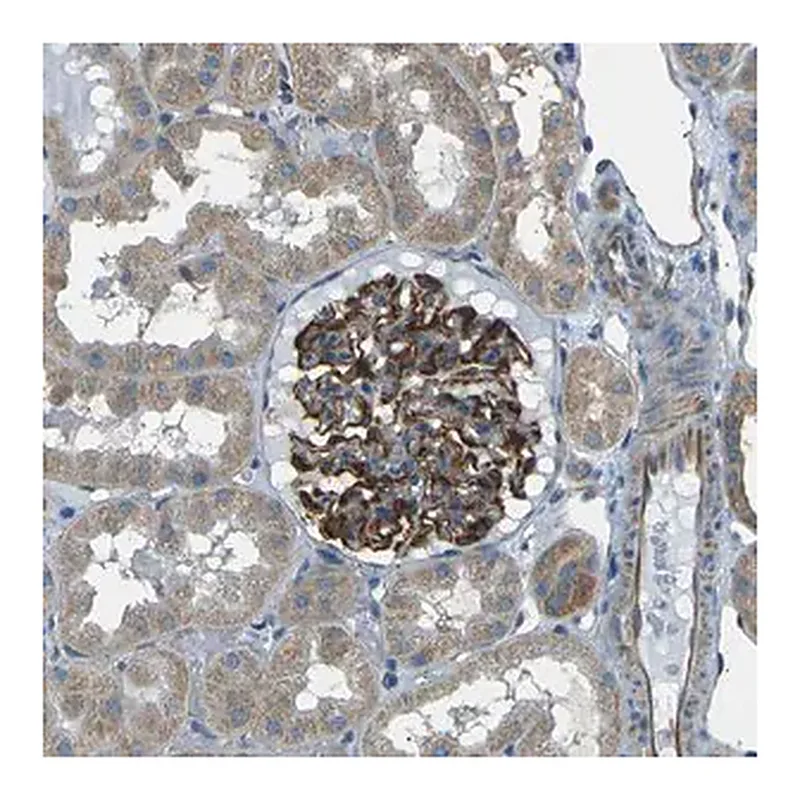 Merck Anti-SLK antibody produced in rabbit