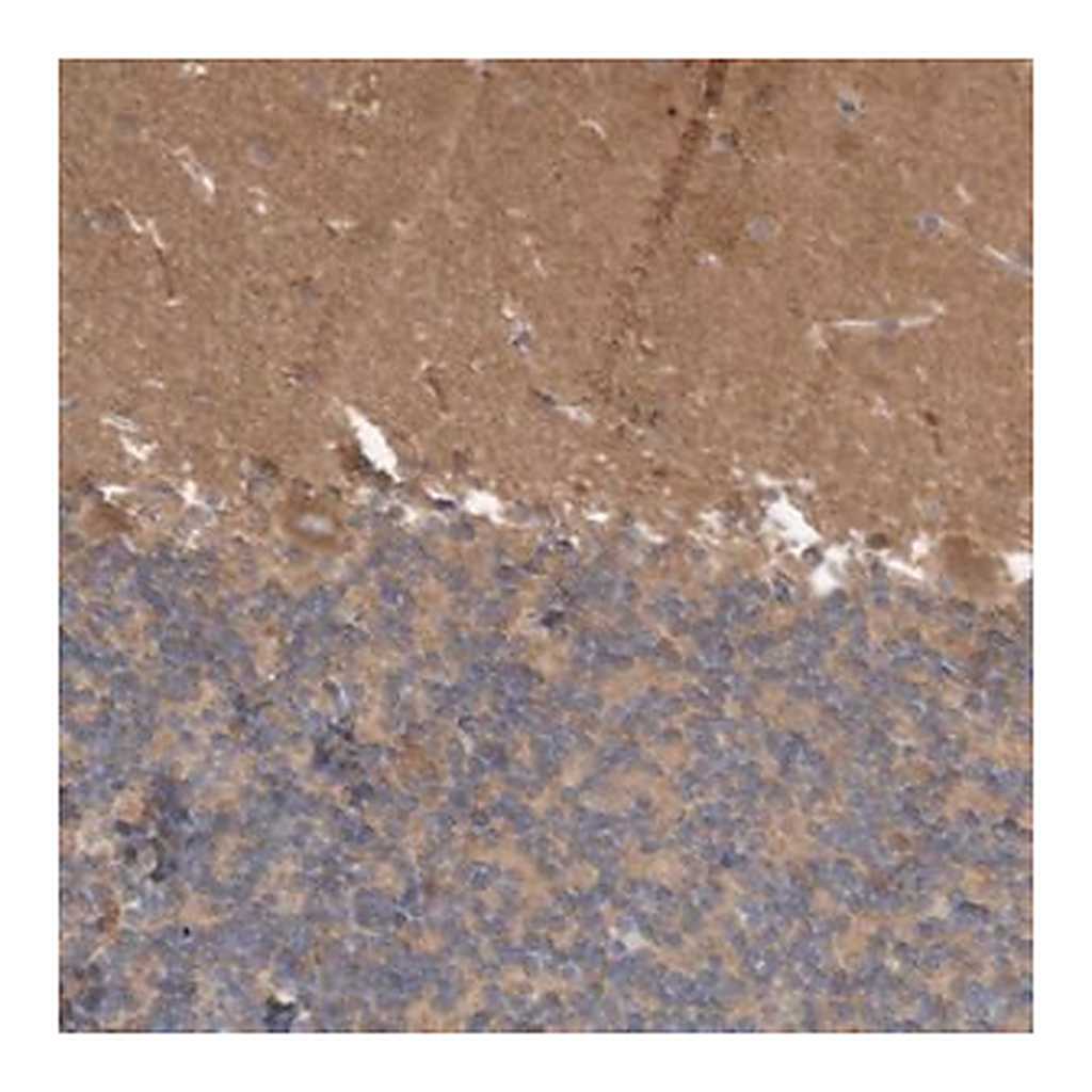 Merck Anti-ANKK1 antibody produced in rabbit