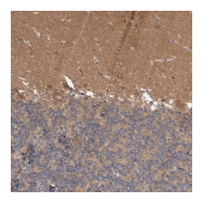 Merck Anti-ANKK1 antibody produced in rabbit