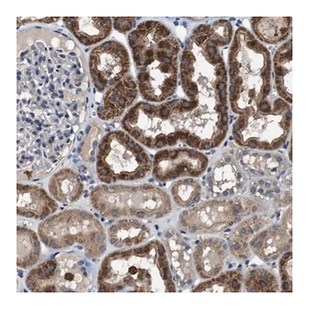 Merck Anti-GLIPR1 antibody produced in rabbit
