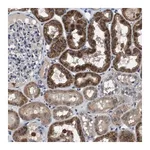 Merck Anti-GLIPR1 antibody produced in rabbit