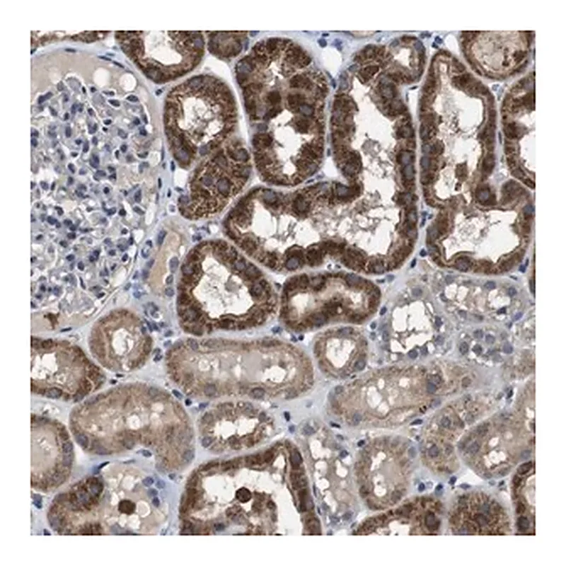 Merck Anti-GLIPR1 antibody produced in rabbit