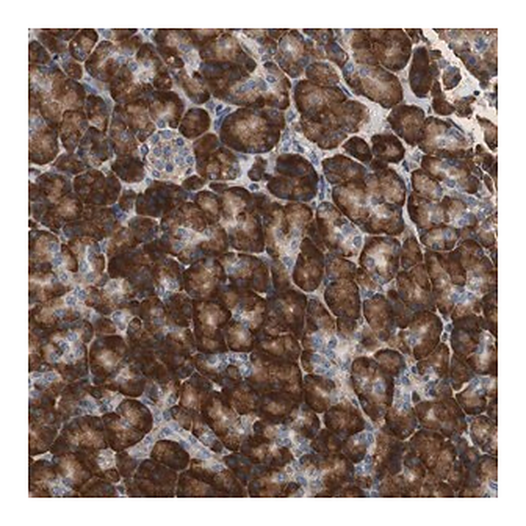 Merck Anti-RPL35 antibody produced in rabbit