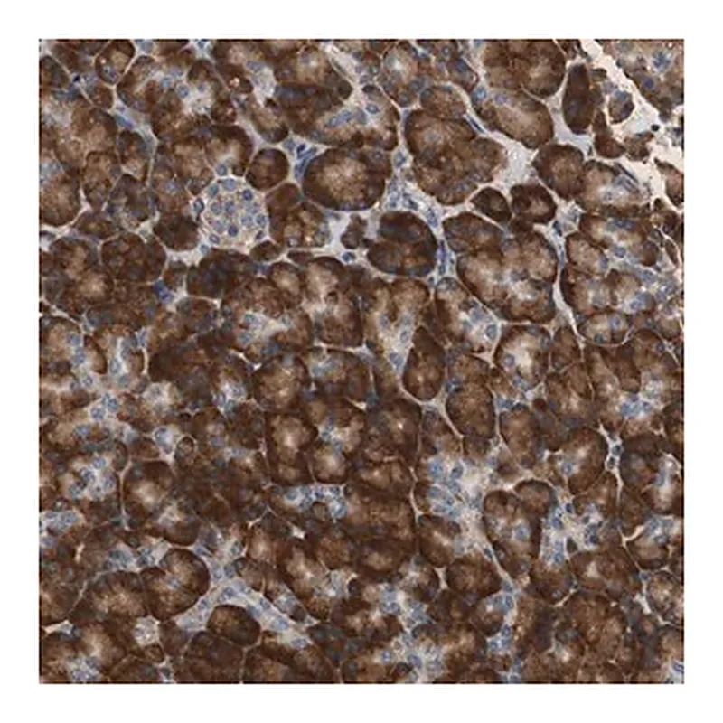 Merck Anti-RPL35 antibody produced in rabbit