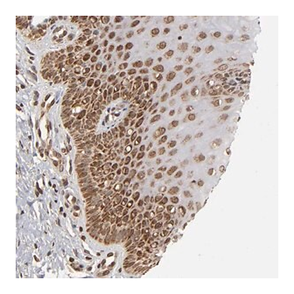 Merck Anti-MLLT6 antibody produced in rabbit