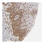 Merck Anti-MLLT6 antibody produced in rabbit