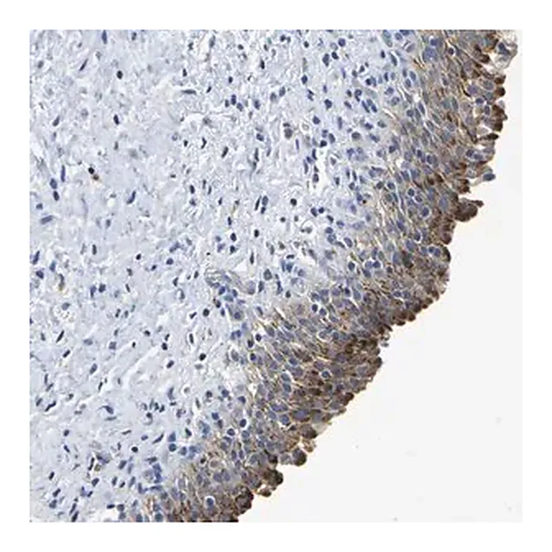 Merck Anti-QRFPR antibody produced in rabbit