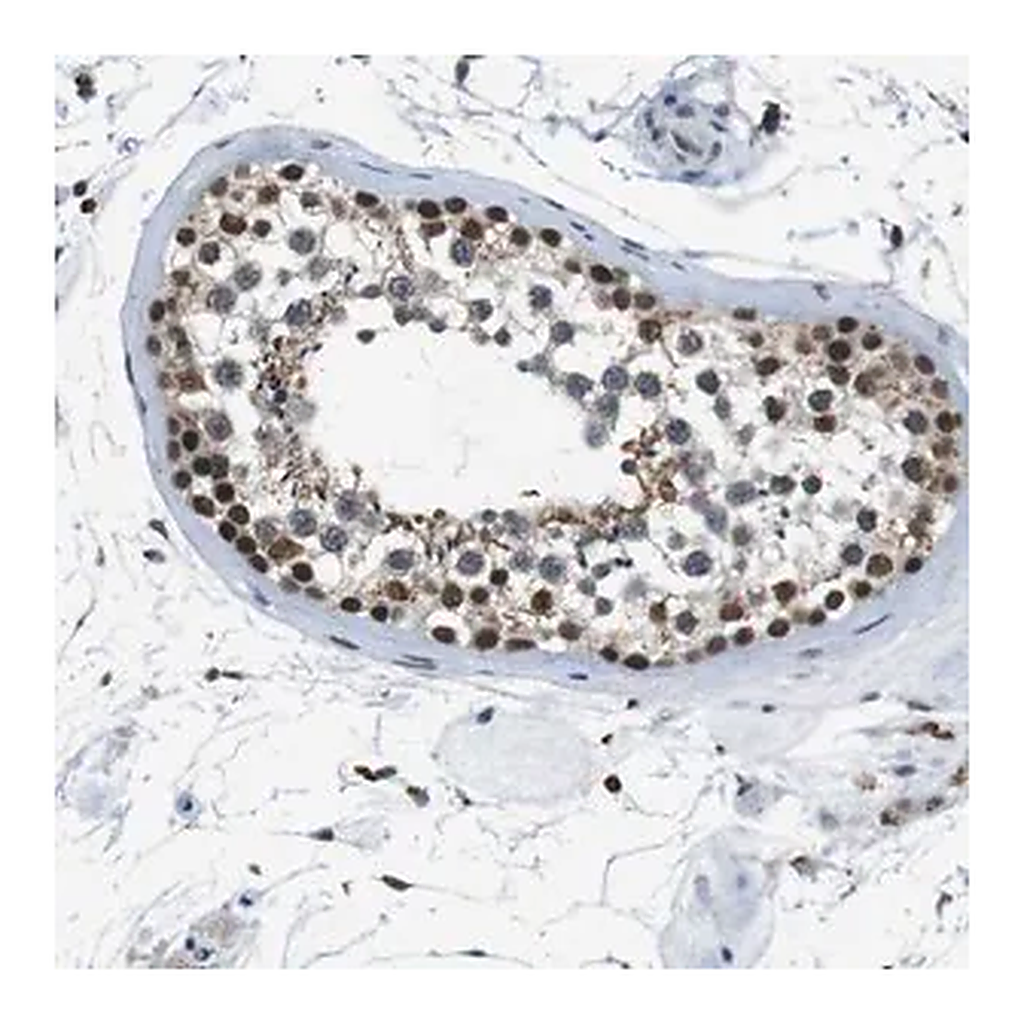 Merck Anti-USP7 antibody produced in rabbit
