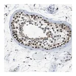 Merck Anti-USP7 antibody produced in rabbit