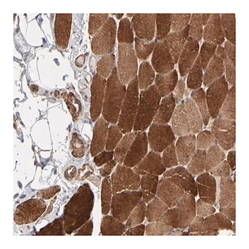 Merck Anti-PFKM antibody produced in rabbit