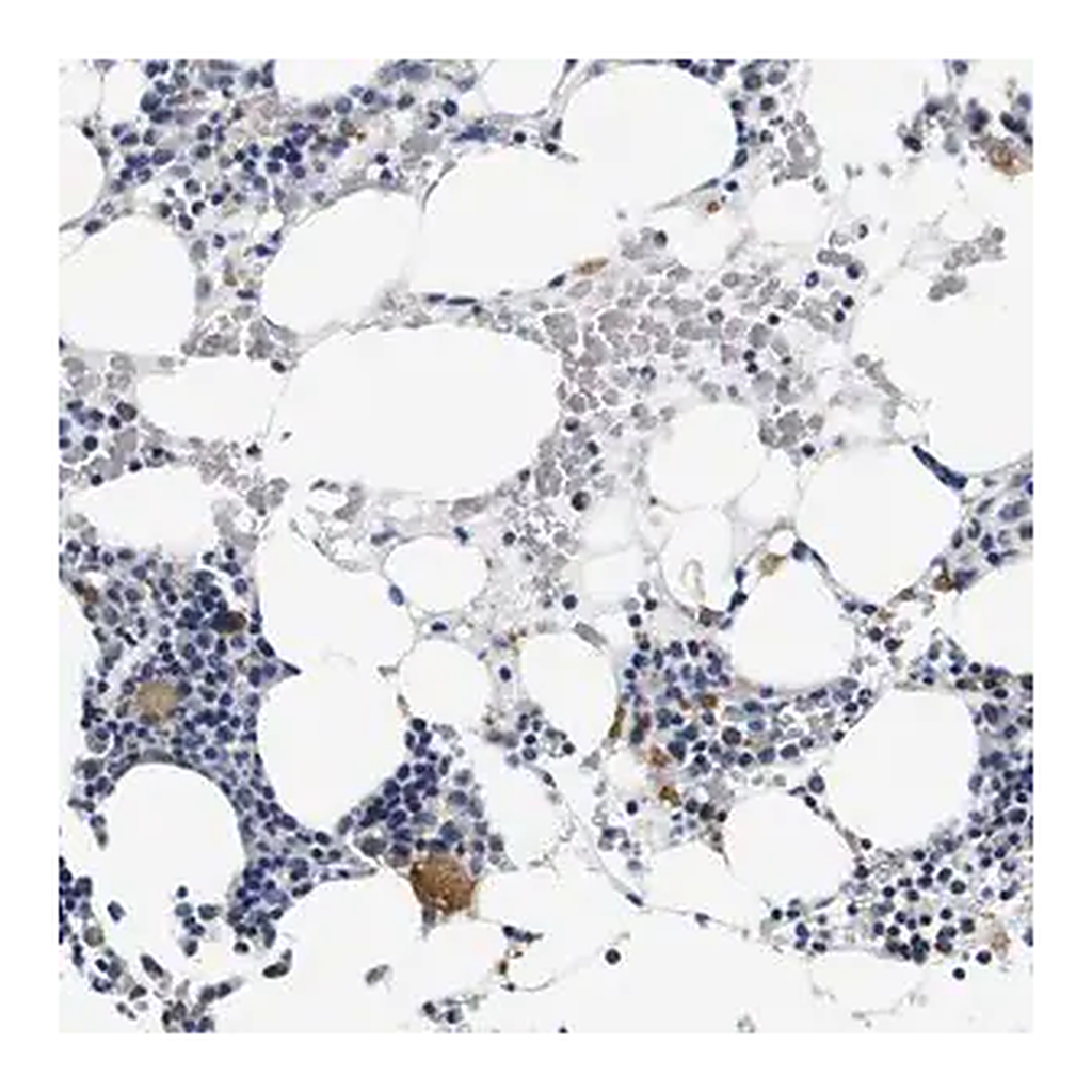 Merck Anti-GP1BA antibody produced in rabbit