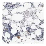 Merck Anti-GP1BA antibody produced in rabbit