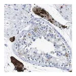 Merck Anti-SLC2A8 antibody produced in rabbit