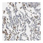 Merck Anti-PLCE1 antibody produced in rabbit