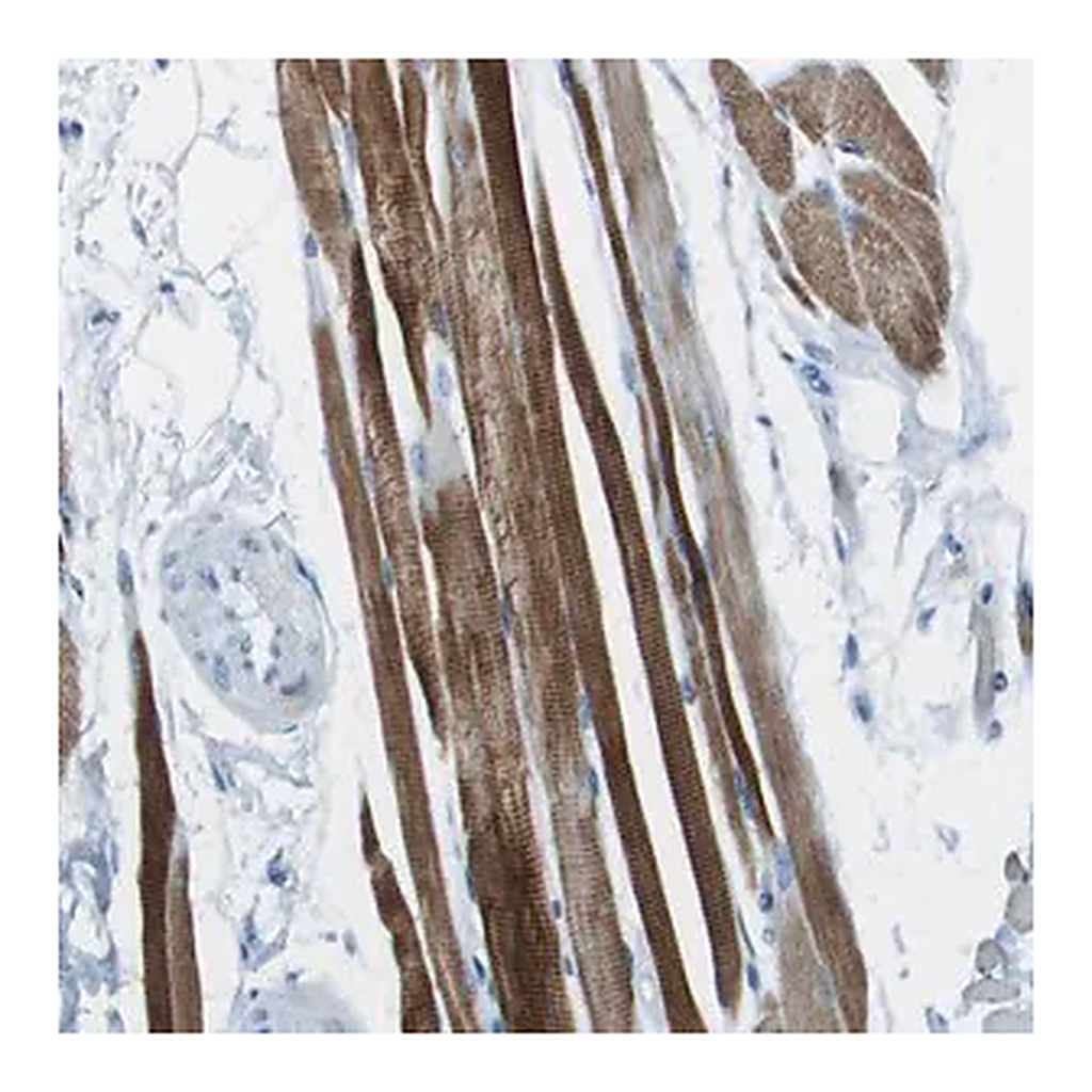 Merck Anti-SLC16A10 antibody produced in rabbit