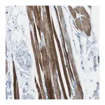 Merck Anti-SLC16A10 antibody produced in rabbit