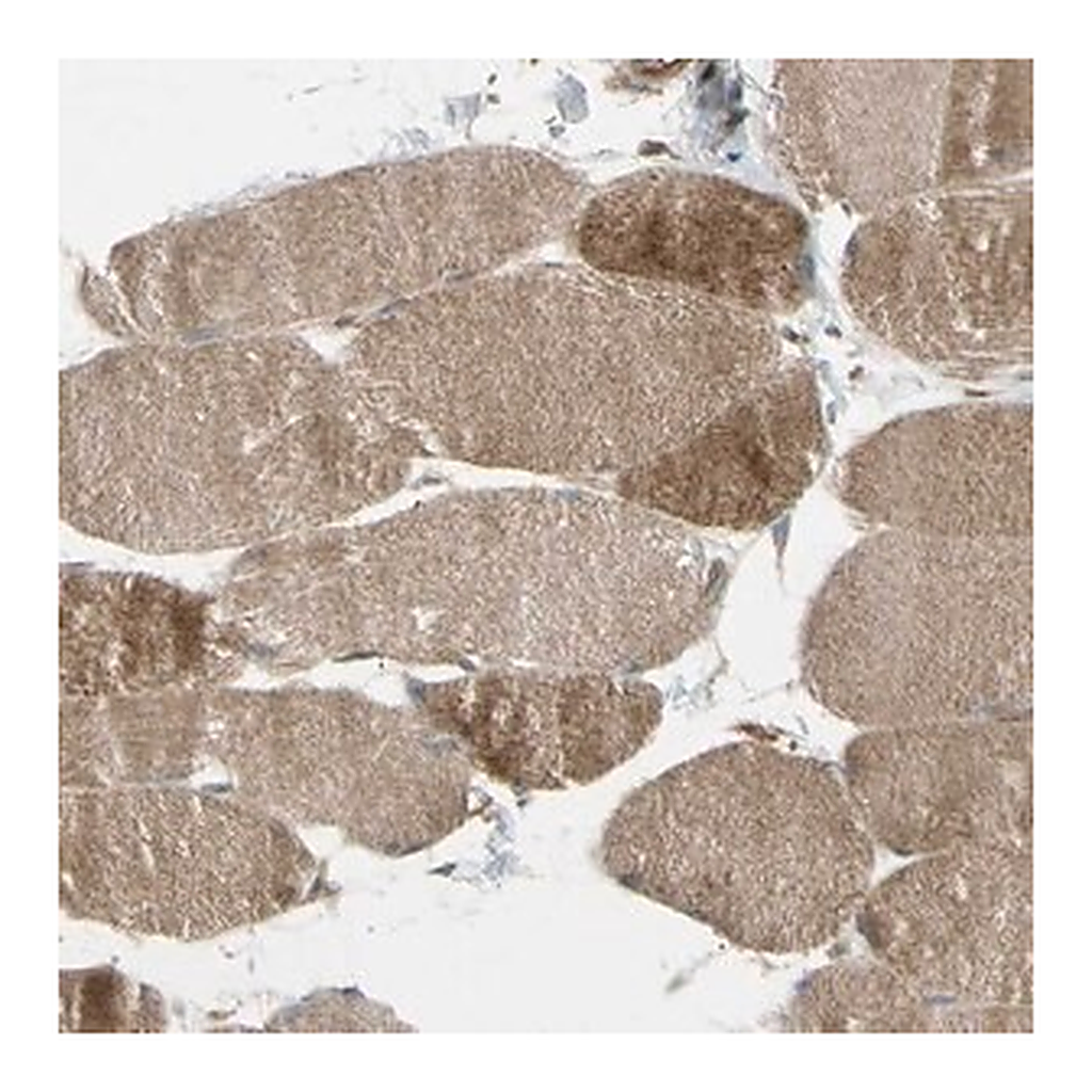 Merck Anti-FLII antibody produced in rabbit