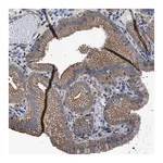 Merck Anti-TMEM261 antibody produced in rabbit
