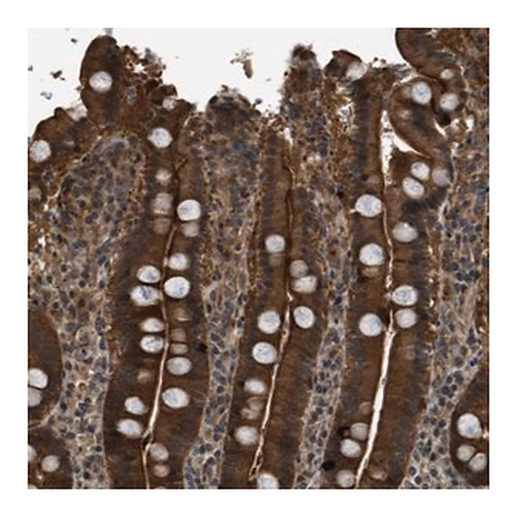 Merck Anti-DNAJC28 antibody produced in rabbit