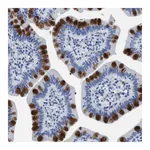 Merck Anti-HABP2 antibody produced in rabbit