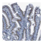 Merck Anti-SLC35A3 antibody produced in rabbit