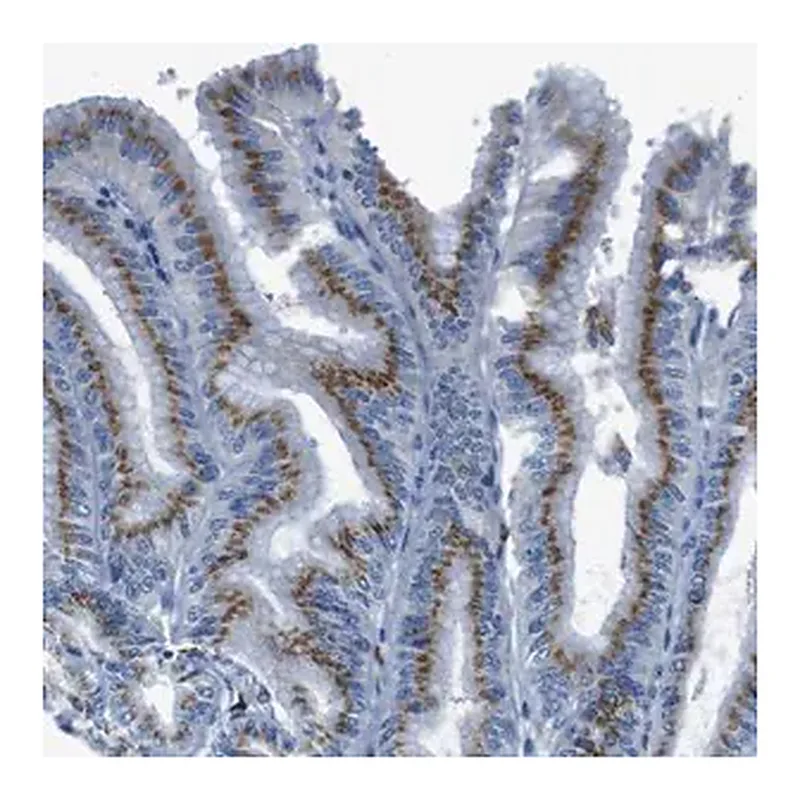 Merck Anti-SLC35A3 antibody produced in rabbit