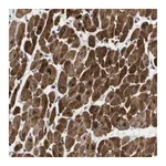 Merck Anti-SLC41A1 antibody produced in rabbit