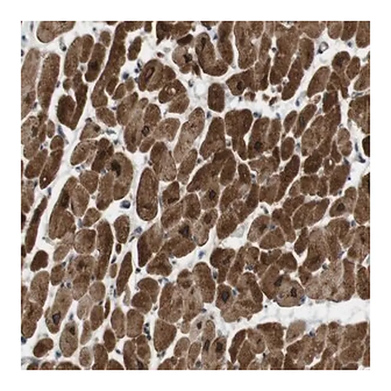 Merck Anti-SLC41A1 antibody produced in rabbit