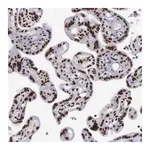 Merck Anti-YY1 antibody produced in rabbit