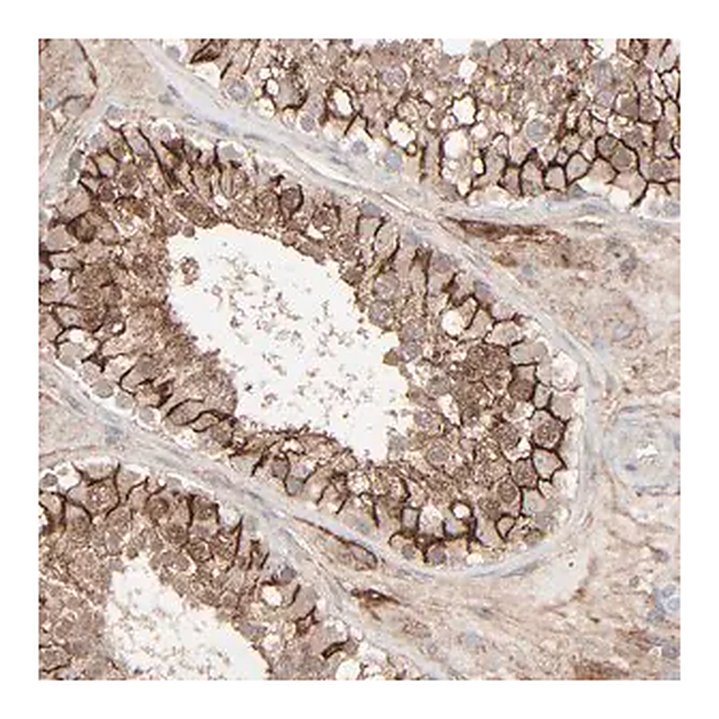 Merck Anti-JAM3 antibody produced in rabbit