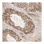 Merck Anti-JAM3 antibody produced in rabbit