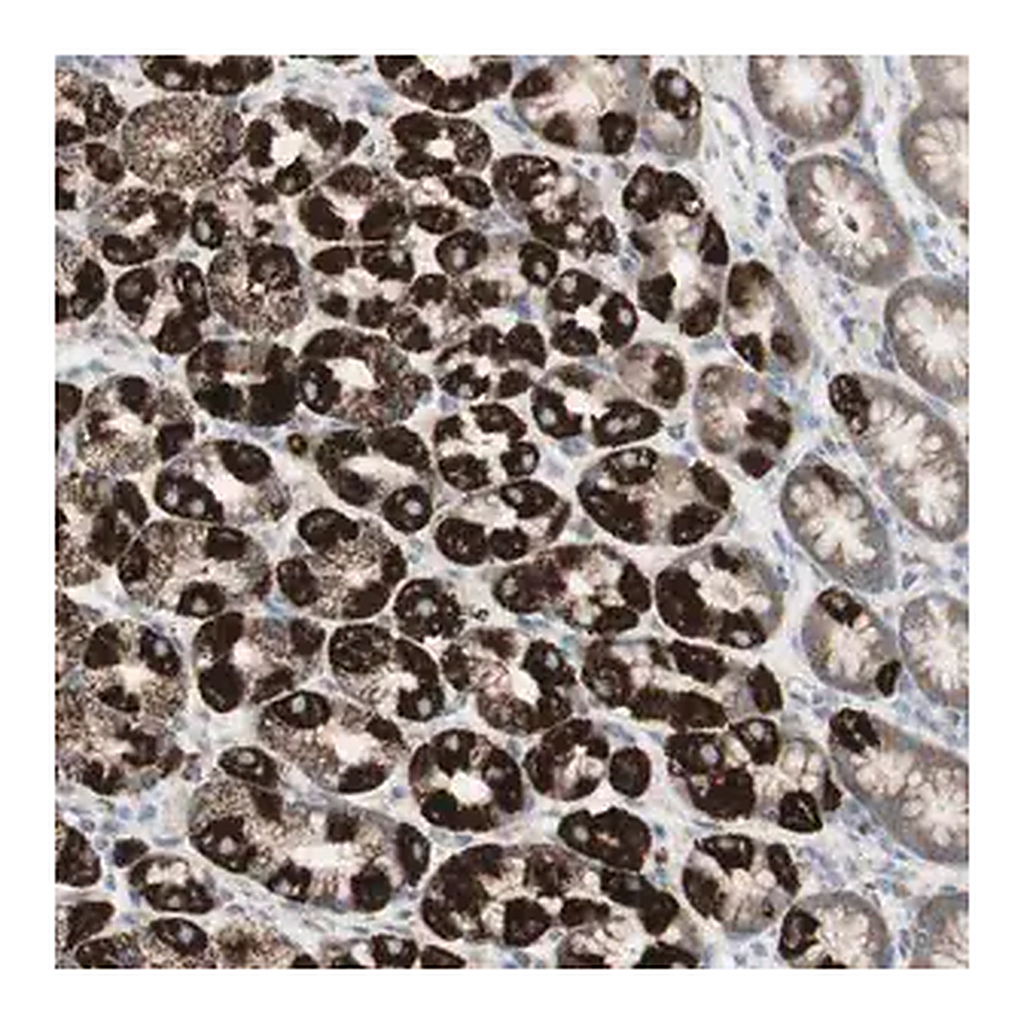 Merck Anti-C3orf52 antibody produced in rabbit