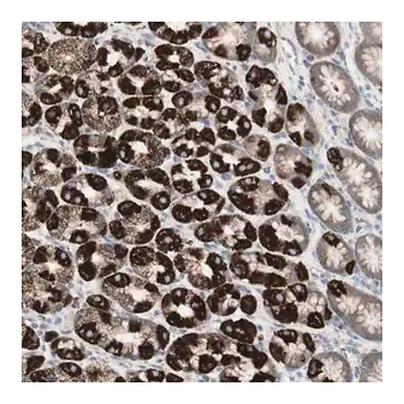 Merck Anti-C3orf52 antibody produced in rabbit