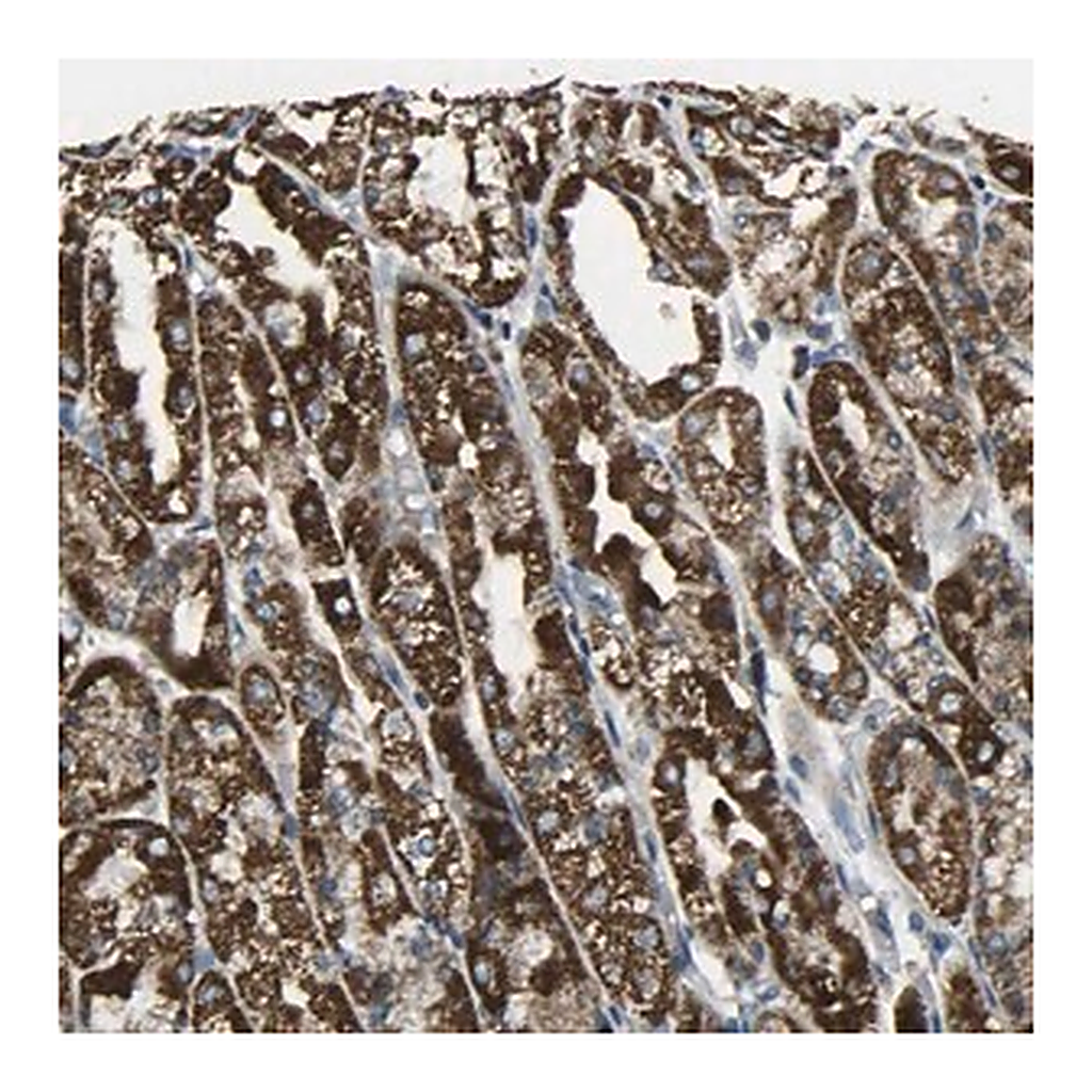 Merck Anti-TMEM120B antibody produced in rabbit