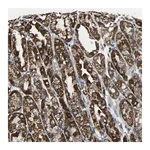 Merck Anti-TMEM120B antibody produced in rabbit