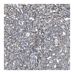 Merck Anti-TNFRSF14 antibody produced in rabbit